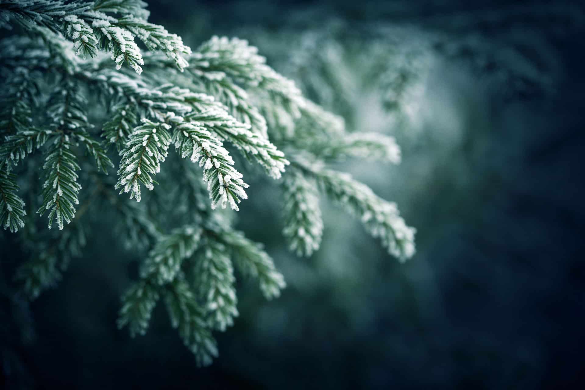 close-up of pine tree branch with light snow