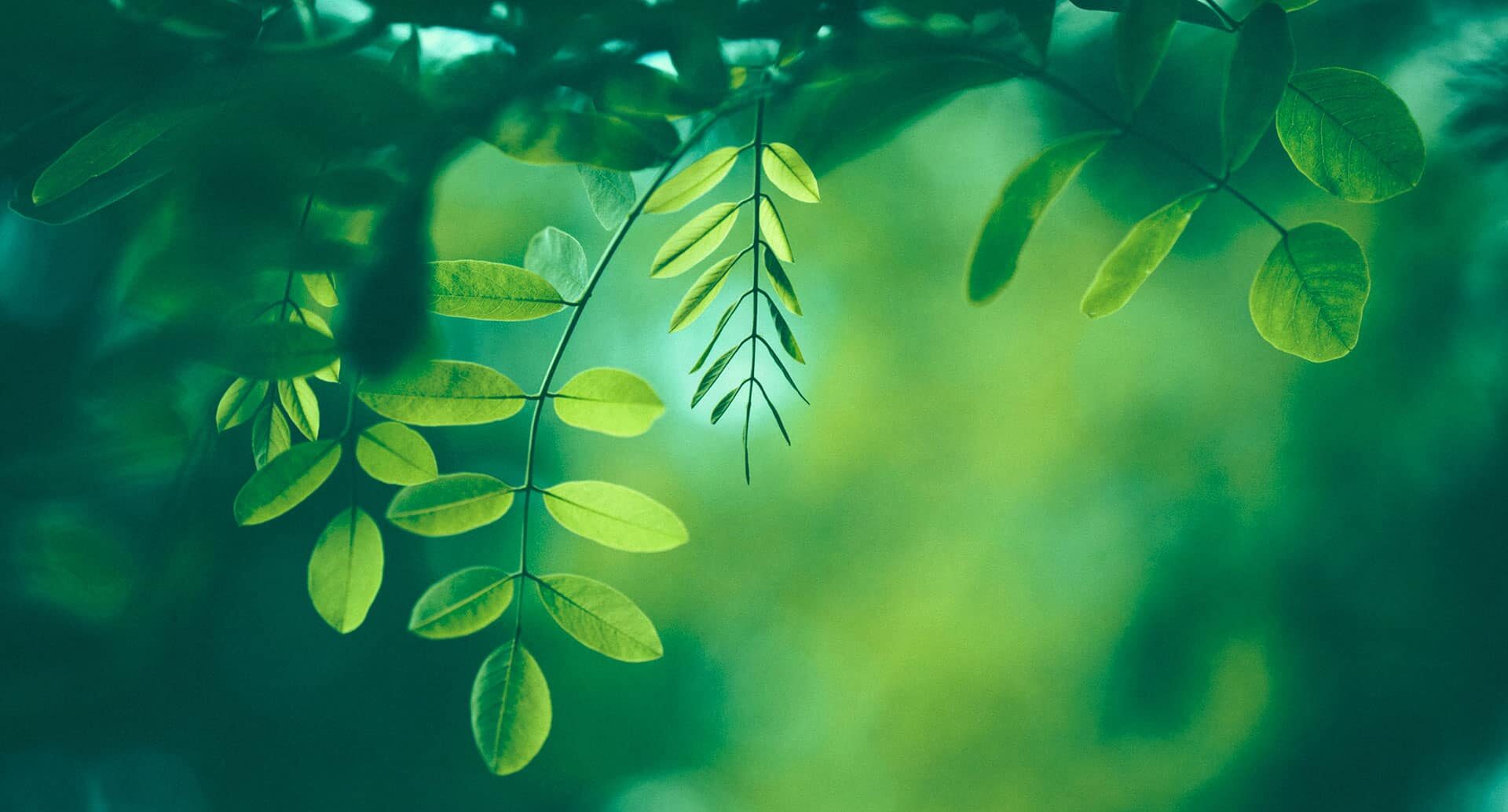 close-up of bright green leaves